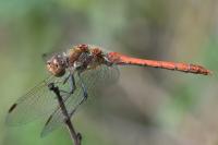 Sympetrum striolatum