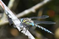 Aeshna mixta