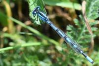 Enallagma cyathigerum