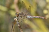 Sympetrum meridionale