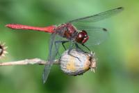 Sympetrum sanguineum