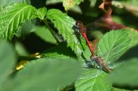Sympetrum sanguineum