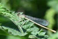 Platycnemis pennipes