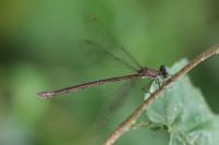 Chalcolestes viridis