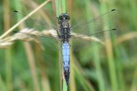 Orthetrum cancellatum