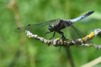Orthetrum cancellatum