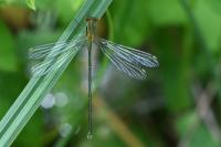 Chalcolestes viridis