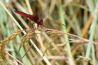 Crocothemis erythraea