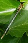 Platycnemis pennipes
