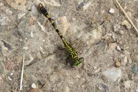Onychogomphus forcipatus