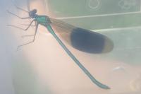 Calopteryx splendens