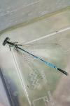 Platycnemis pennipes