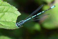 Coenagrion puella