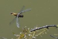 Libellula depressa