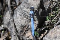 Orthetrum brunneum