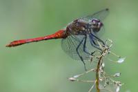 Sympetrum sanguineum