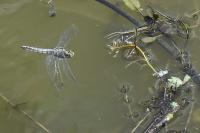 Orthetrum cancellatum