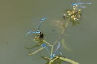 Coenagrion scitulum
