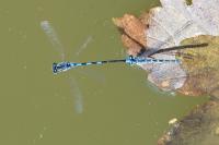 Coenagrion scitulum