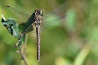 Sympetrum striolatum