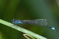Ischnura elegans