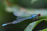 Erythromma viridulum