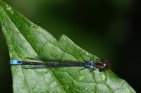 Erythromma viridulum