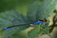 Erythromma viridulum