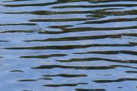 Anax imperator