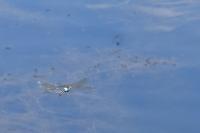 Anax parthenope