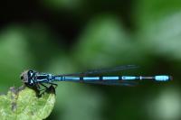 Coenagrion puella