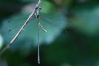 Chalcolestes viridis