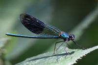 Calopteryx splendens