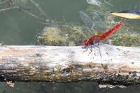 Crocothemis erythraea