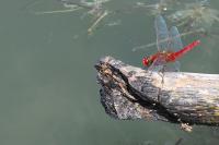 Crocothemis erythraea