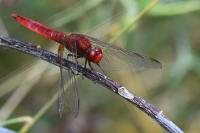 Crocothemis erythraea