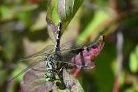Onychogomphus forcipatus