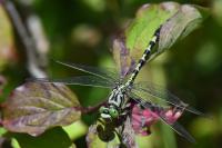 Onychogomphus forcipatus