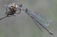 Chalcolestes viridis