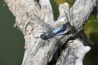Orthetrum cancellatum