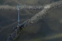 Platycnemis pennipes