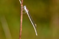 Sympecma fusca