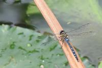 Aeshna mixta