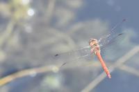 Sympetrum striolatum