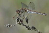 Sympetrum striolatum