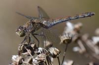 Sympetrum striolatum