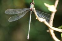 Chalcolestes viridis
