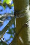 Aeshna mixta