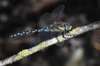 Aeshna mixta