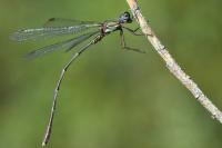 Chalcolestes viridis